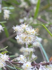 Olearia lineata