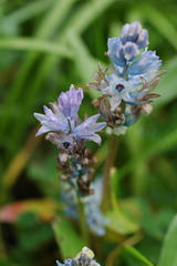 Bellevalia hyacinthoides