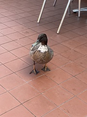 Anas platyrhynchos