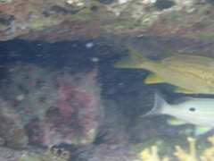 Haemulon flavolineatum