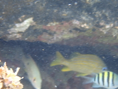 Haemulon flavolineatum