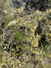 Washingtonia filifera