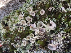 Cladonia chlorophaea