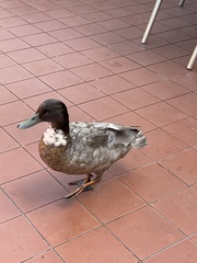 Anas platyrhynchos