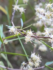 Olearia lineata