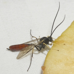 Dusona