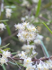 Olearia lineata