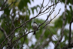 Microspingus melanoleucus
