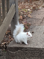 Sciurus carolinensis