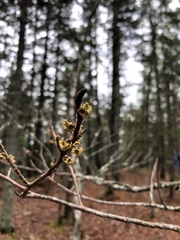Hamamelis virginiana
