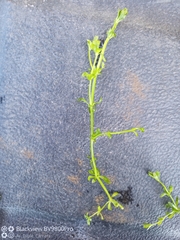 Callitriche stagnalis