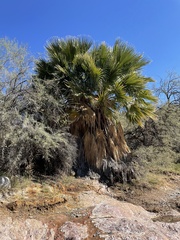 Washingtonia filifera
