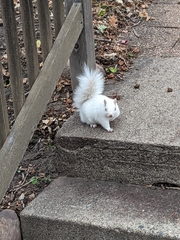 Sciurus carolinensis