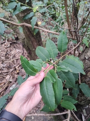 Prunus lusitanica hixa