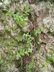 Monanthes laxiflora image