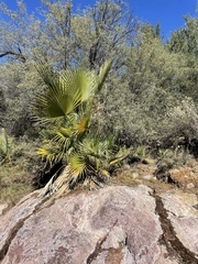 Washingtonia filifera