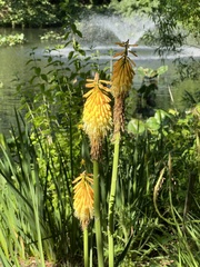 Kniphofia