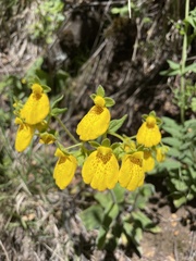 Calceolaria crenatiflora