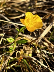 Ranunculus lanuginosus
