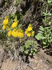 Calceolaria crenatiflora