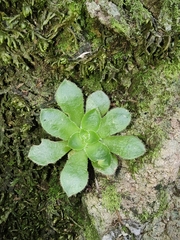 Aeonium