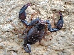Euscorpius