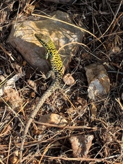 Podarcis siculus siculus