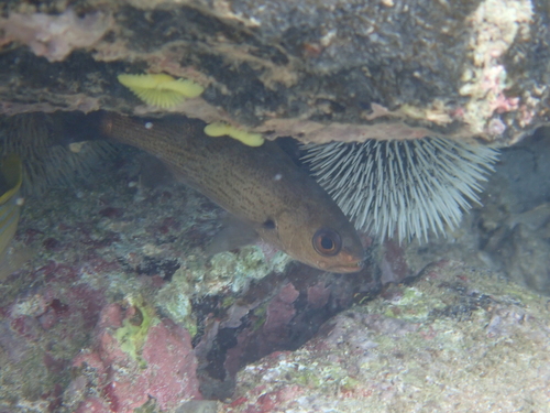 Brown large-eyed croaker (Odontoscion dentex) — Sciaenidae — 4