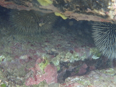 Tripneustes ventricosus