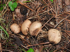 Scleroderma verrucosum