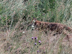 Vulpes vulpes crucigera