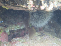 Tripneustes ventricosus