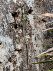 Podarcis siculus siculus