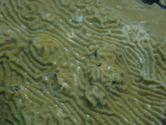 Pseudodiploria clivosa