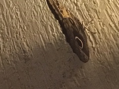 Caligo telamonius memnon