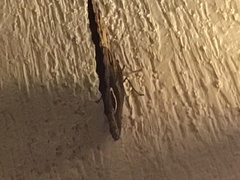 Caligo telamonius memnon