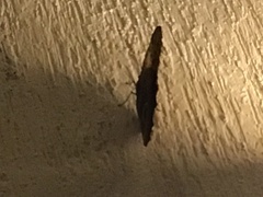 Caligo telamonius memnon