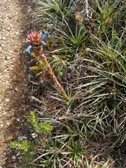 Puya eryngioides