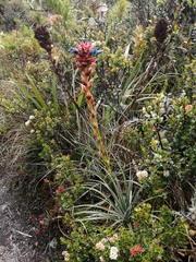 Puya eryngioides