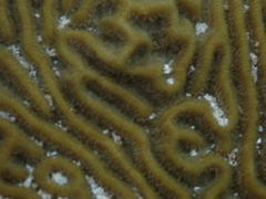 Pseudodiploria clivosa