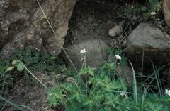 Geranium arabicum