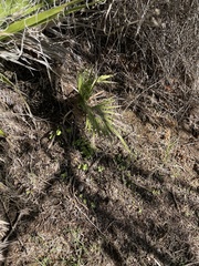 Washingtonia filifera