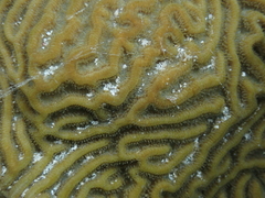 Pseudodiploria clivosa