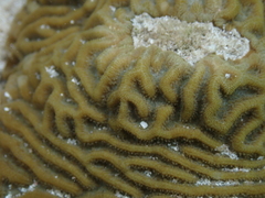 Pseudodiploria clivosa