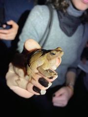 Rhinella alata