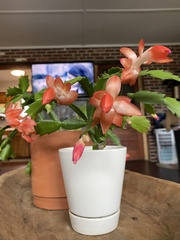 Schlumbergera