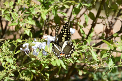 Papilio demodocus