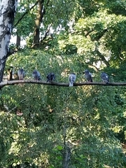 Columba livia domestica