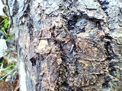 Tomocerinae