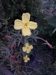 Oenothera affinis